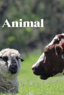 Şaşırtıcı Hayvan Dostlukları
